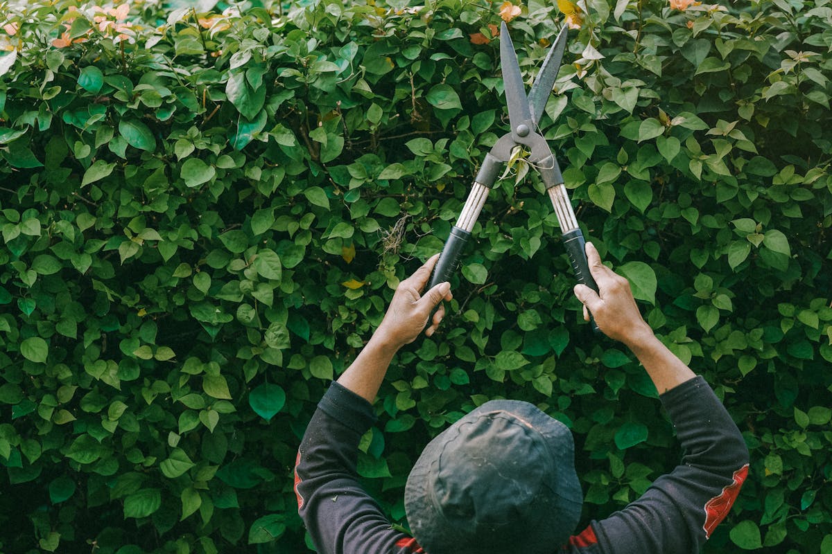 Entretien de jardins et parcs à Nice