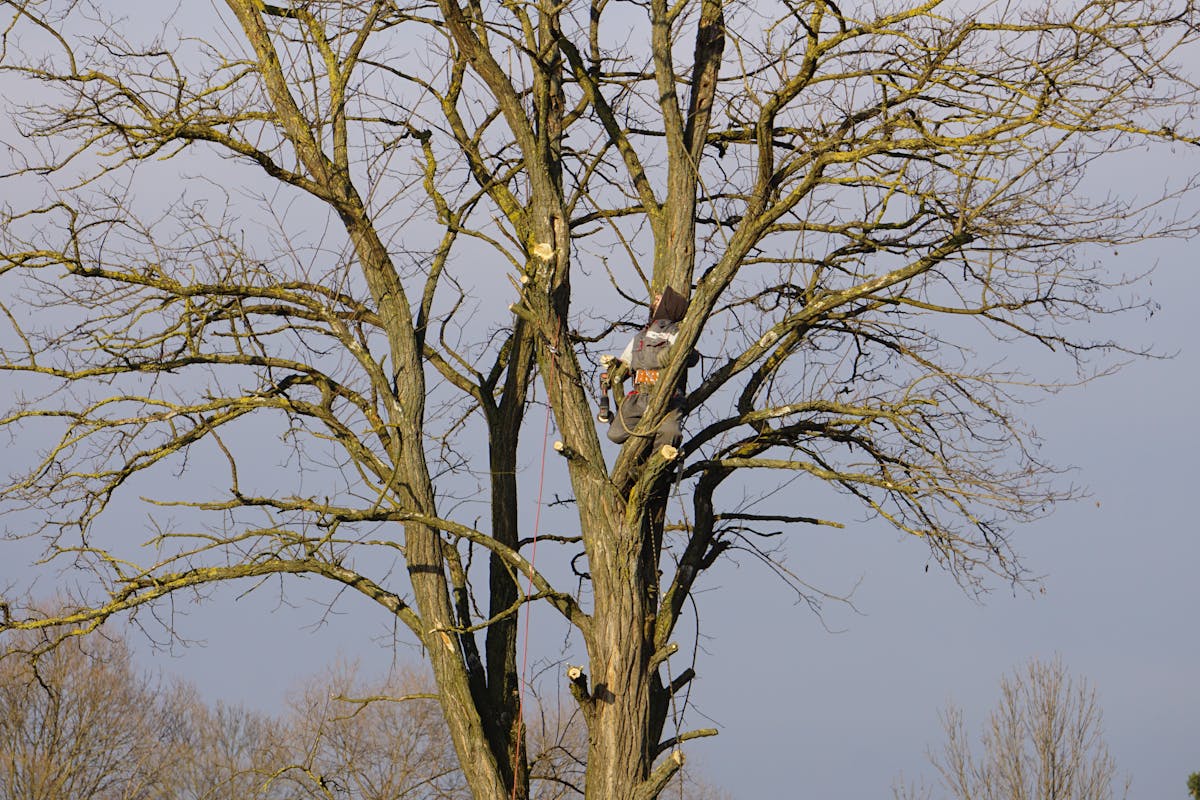 Élagage professionnel d'arbres à Nice